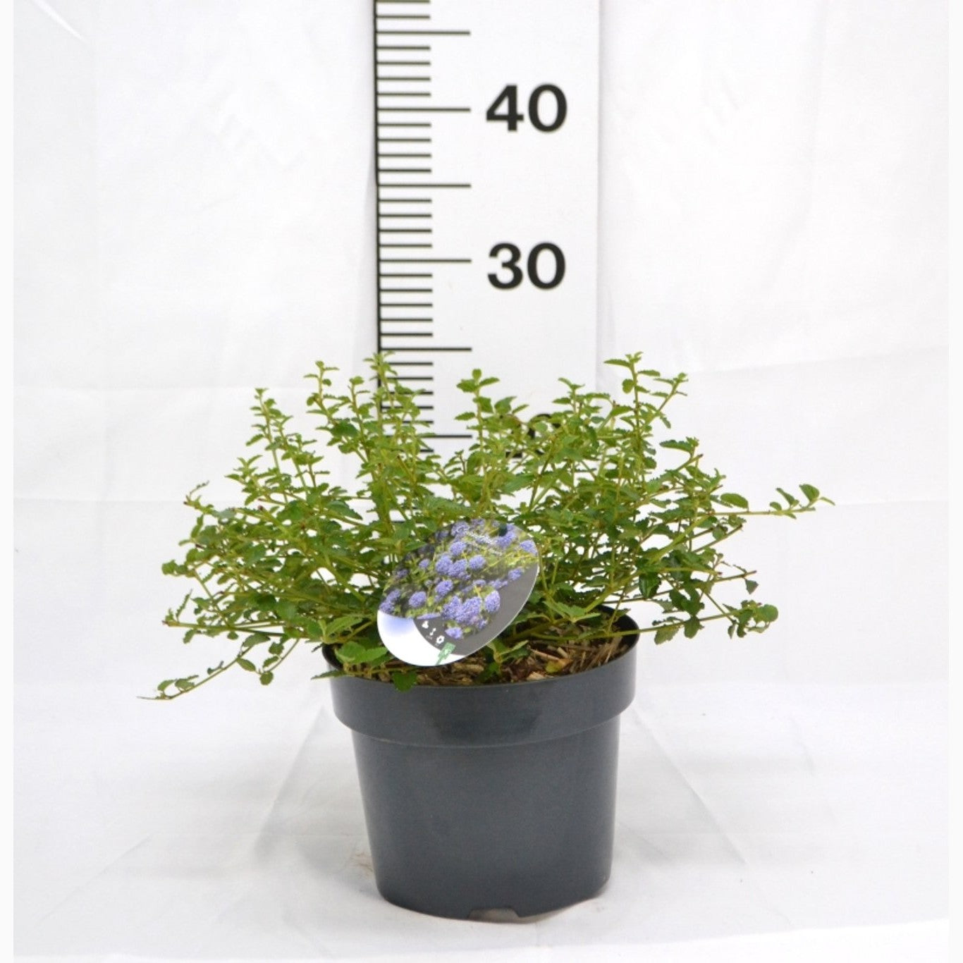 Blå Ceanothus – Ceanothus thyrsiflorus repens - C3 20-40 CM